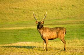 periyar deer