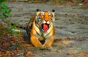 tiger in periyar tour