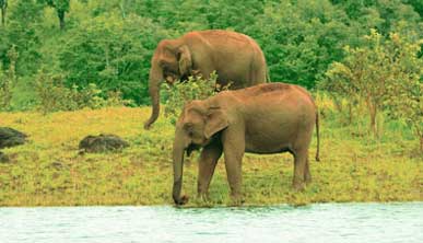 periyar elephant