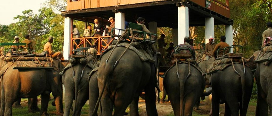 periyar elephants