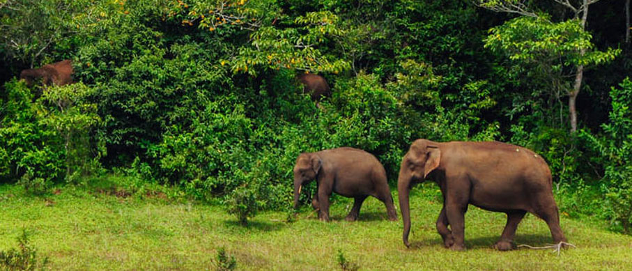 periyar elephants view