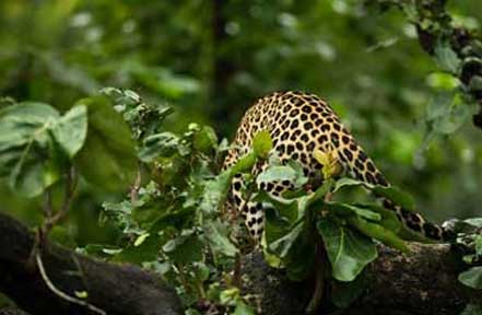 periyar leopard