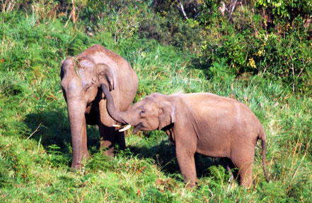 gavi elephants