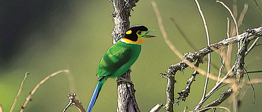 periyar birds tour