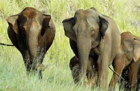 periyar elephants