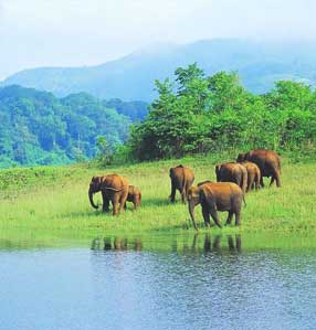 elephant in periyar