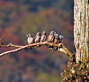 about periyar park