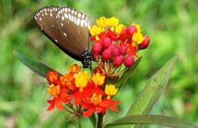 flora fauna nagarahole