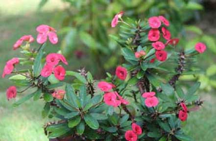 flora in periyar