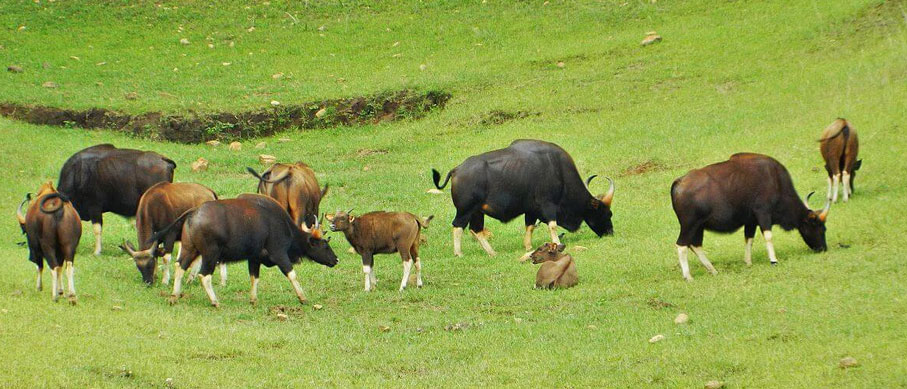 periyar tour guideline