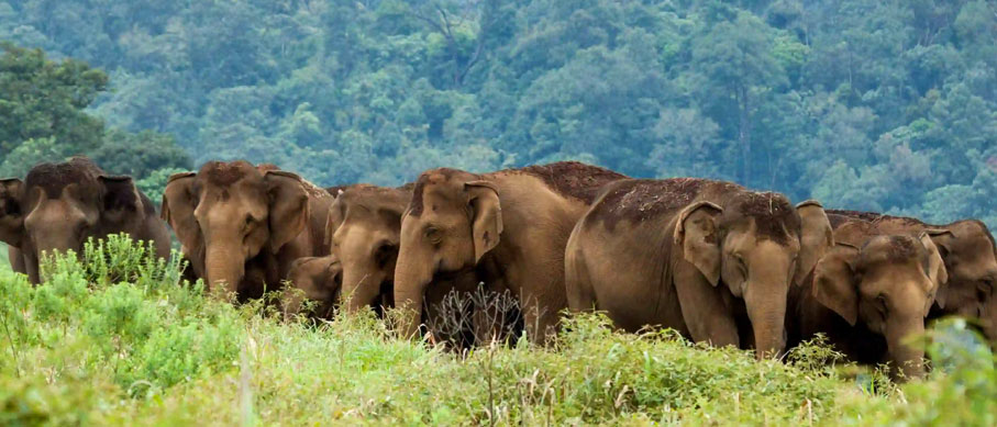 periyar elephants group