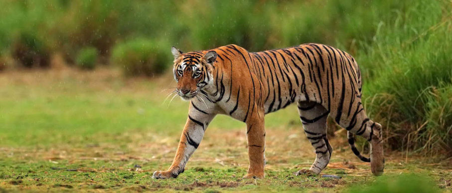 tiger in periyar