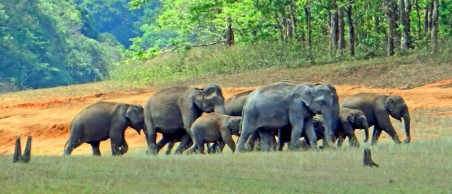 periyar wildlife tour