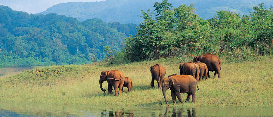 periyar elephant safari