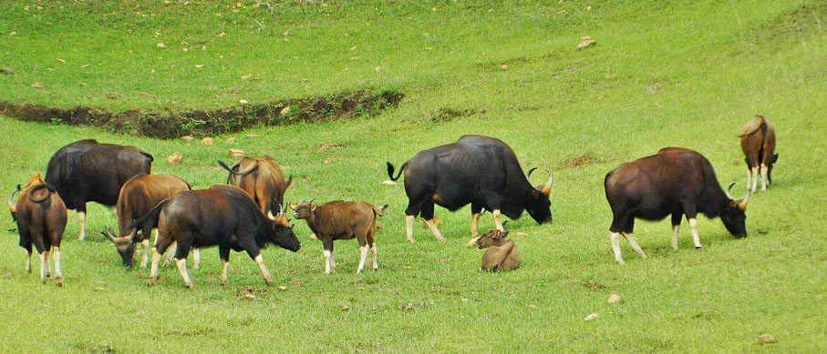 periyar wildlife tour