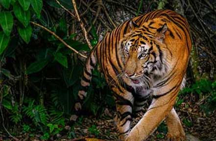 tiger in periyar