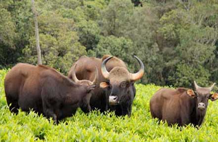 periyar buffalo