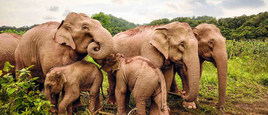 elephants rice eating