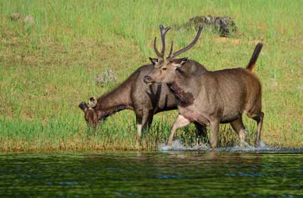 periyar tiger