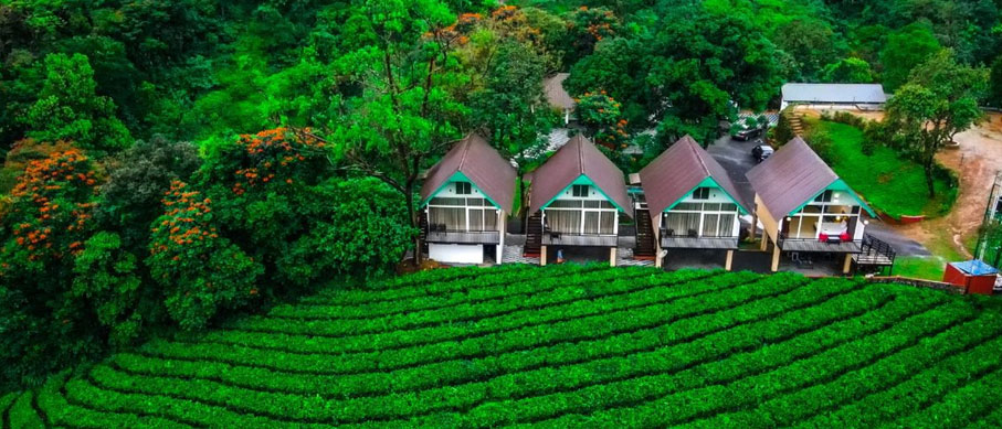 tea plant tour