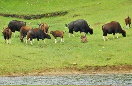 terms and condition in periyar tour