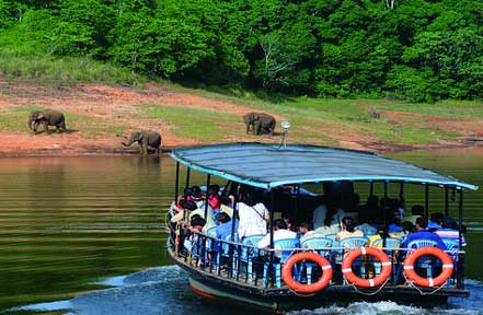 periyar tiger