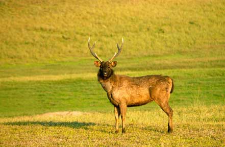 buffalo in periyar