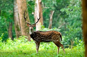 deer in wayanad