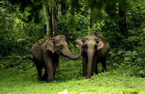 elephants in wayanad