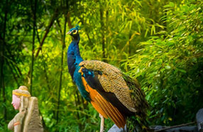 peacock in wayanad