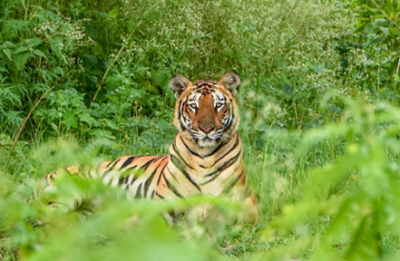 wayanad tiger